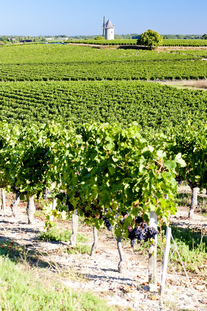 présház kis szőlővel, szélmalom közelében blaignan, bordeaux régió, Franciaország - Fotó, kép