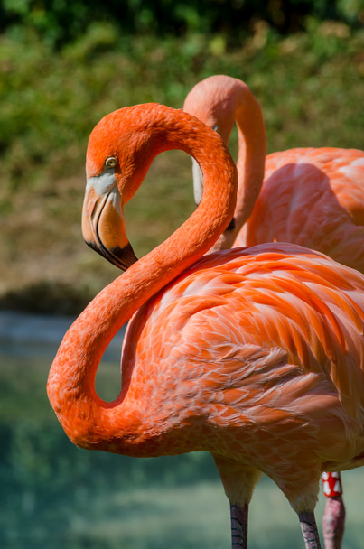 Pink Flamingos - Photo, Image