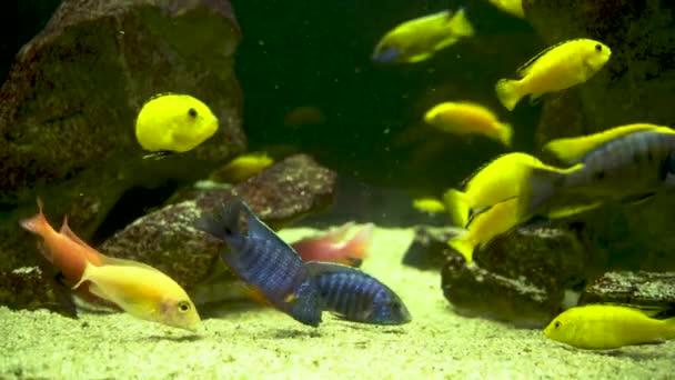 Bunch of fish such as Electric blue hap and Aulonocara nyassae aka the emperor cichlid, is a species of haplochromine Cichlid and electric yellow cichlid in its natural habitat under water - Footage, Video
