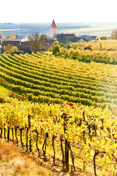 őszi szőlőültetvények retz régióban, Alsó-Ausztria, Ausztria - Fotó, kép
