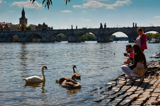 Summer in Praga  central river with floating birds swans - Fotografie, Obrázek