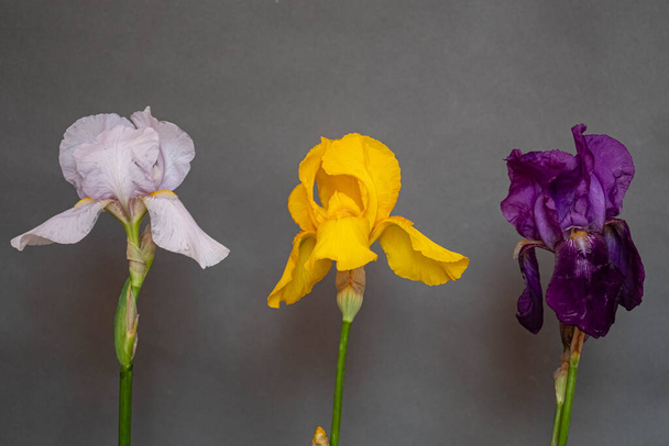 multicolored irises on a gray background. Moody flora  - Fotografie, Obrázek