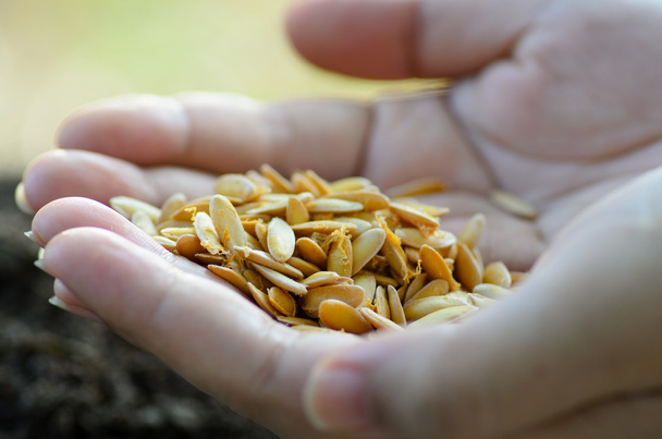 Close up seed on hand - Foto, Bild