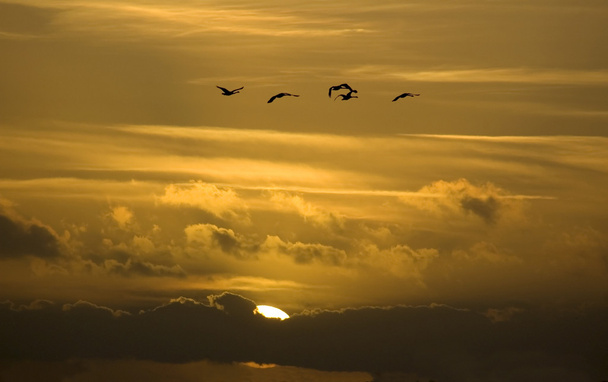 Cisnes voladores
 - Foto, imagen