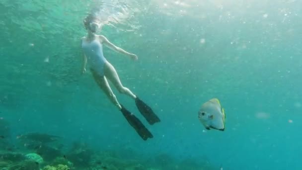 Imágenes de video de 4k de una atractiva joven haciendo snorkel cerca de un pez murciélago orbiculado en los arrecifes de coral Raja Ampats en Indonesia. - Metraje, vídeo