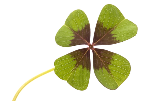 Four Leave Clover - Photo, Image