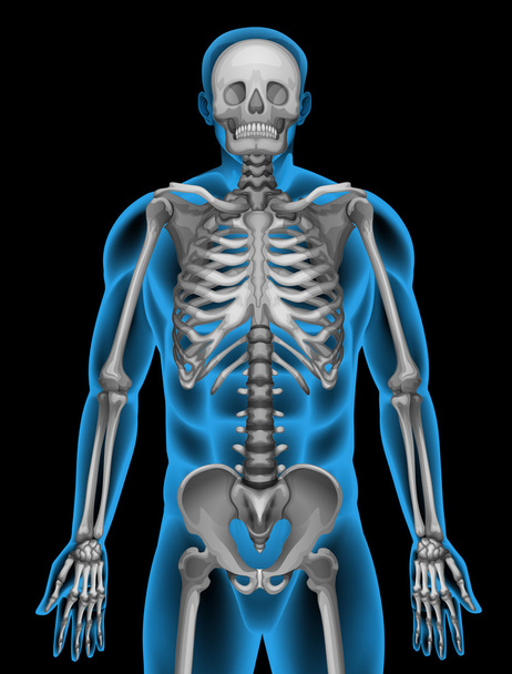 男の骨格システム - ベクター画像
