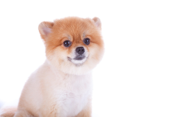 pomeranian dog brown short hair - Фото, зображення