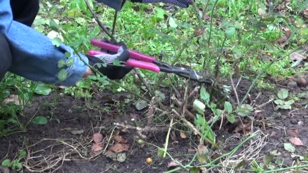 Jardinero en otoño jardín cortado con tijeras cortador rosa tallo
 - Imágenes, Vídeo