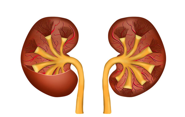 Illustration of kidneys on white background. Human anatomy - Фото, изображение