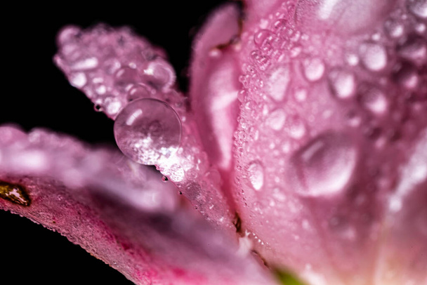 Macro shot of beautiful pink roses with dew drops - Foto, Imagem