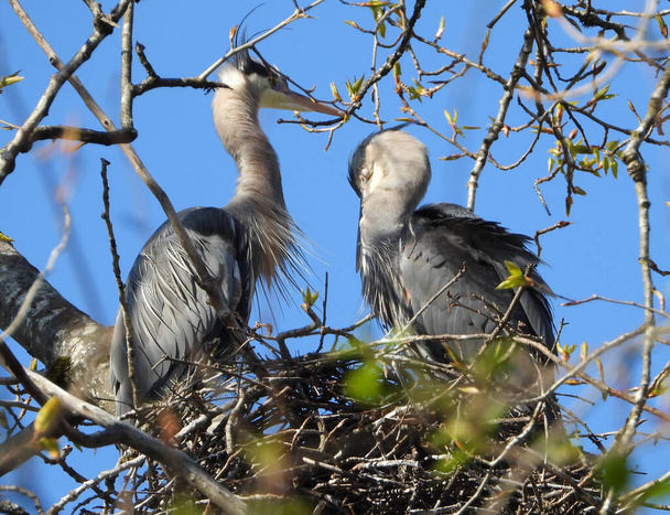 Blue Herons couple in the family nest           - Foto, immagini