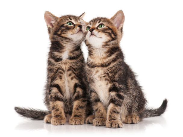 Cute kittens - Foto, imagen