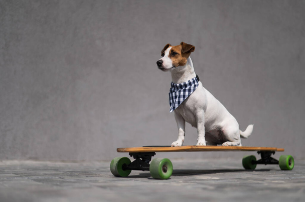 Jack Russell Terrier dog dressed in a plaid bandana rides a longboard - Фото, зображення