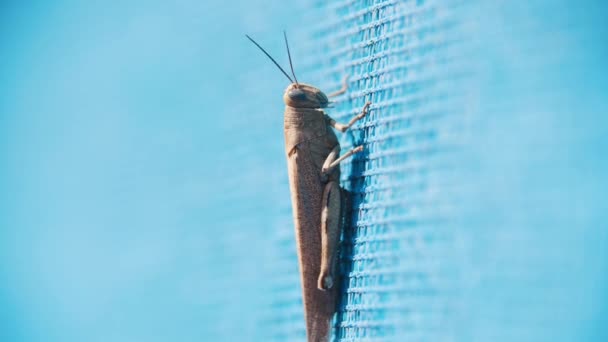 Grasshopper crawls on the blue surface. Mid shot - Materiał filmowy, wideo