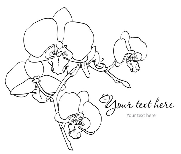 Branch of orchids - Vector, Image