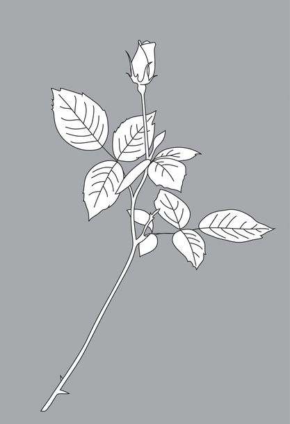 Rose op grijze achtergrond - Vector, afbeelding