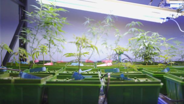 Marijuana, hemp or cannabis plant leaves farm lab. Organic product in laboratory in technology medical, healthcare, research concept. Natural food. Ganja - Fotó, kép