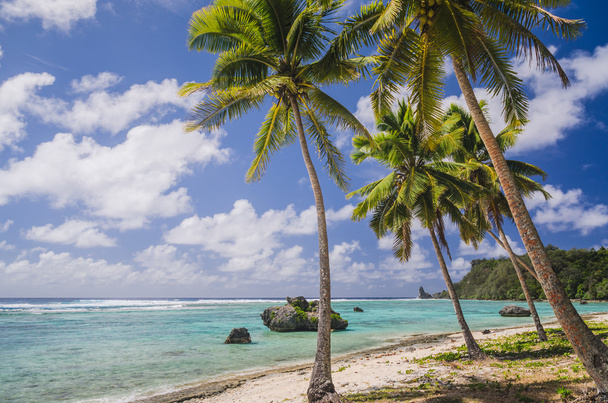 coconut palm trees at the beach - Photo, Image