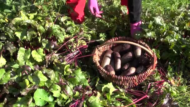 Gruptaki pancar sebze hasat bahçıvan - Video, Çekim