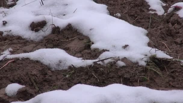 Όργωσε γεωργικό τομέα που καλύπτονται από το πρώτο χιόνι το χειμώνα - Πλάνα, βίντεο