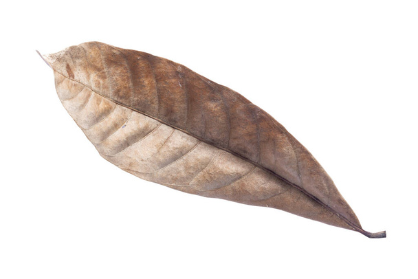 Dry leaves isolated on white background. Tropical dry leaves clipping path.dry leaves - Foto, Bild