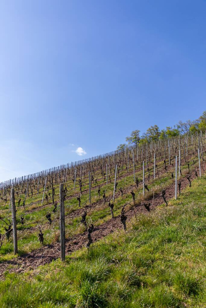 A beautiful view of a summer vineyard under the clear blue sky - Фото, зображення