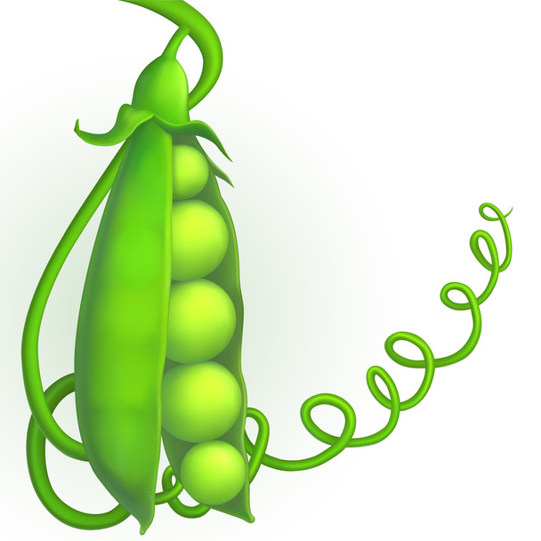 зелений горошок
 - Вектор, зображення