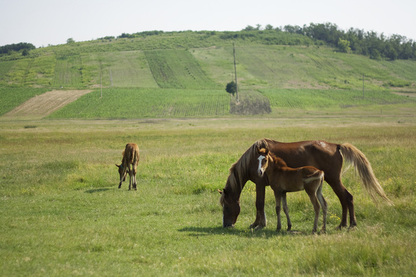 馬と子馬の牧草地で - 写真・画像