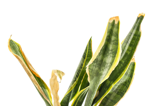 Завядшее змеиное растение на белом фоне, крупным планом - Фото, изображение
