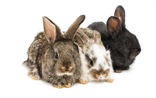 little rabbits  - Photo, Image