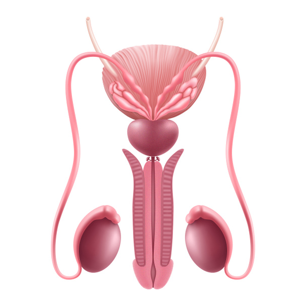 Zdrowy męski układ rozrodczy. Wewnętrzny ludzki organ. mężczyzna genitalia realistyczne 3d wektor ilustracja, izolowane na białym tle. - Zdjęcie, obraz