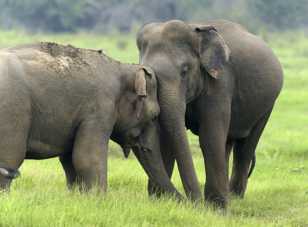 слоны - Фото, изображение