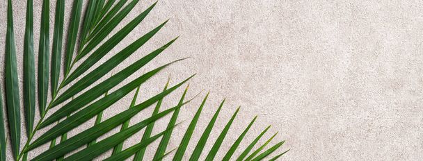Top view of tropical palm leaves branch isolated on dark gray background with copy space. - Foto, immagini