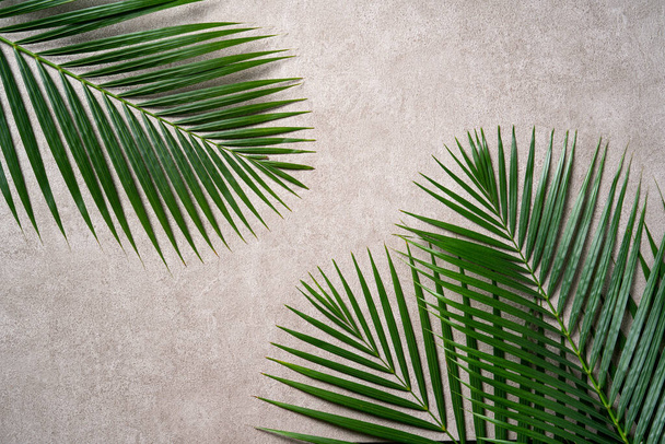 Top view of tropical palm leaves branch isolated on dark gray background with copy space. - Foto, imagen