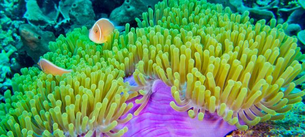 Mouffette rose Clownfish, Anémone rose, Amphiprion perideraion, Magnifique anémone de mer, Heteractis magnifica, Récif corallien, Atoll d'Ari Sud, Maldives, Océan Indien, Asie - Photo, image
