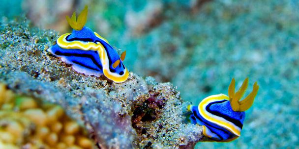 Sea Slug, Dorid Nudibranch, Elizabeth s Chromodoris, Chromodoris elisabethina, Coral Reef, Lembeh, North Survey, Indonesia, Asia - 写真・画像