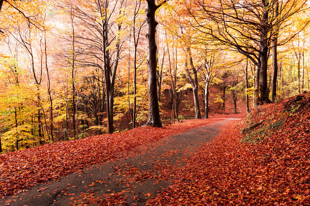 Φθινοπωρινά χρώματα στο δάσος - Φωτογραφία, εικόνα