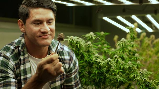 Marijuana farmer tests marijuana buds in curative marijuana farm before harvesting to produce marijuana products - Photo, Image