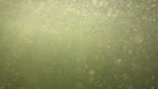 Paysage sous-marin d'une rivière de montagne dans les Carpates - Séquence, vidéo
