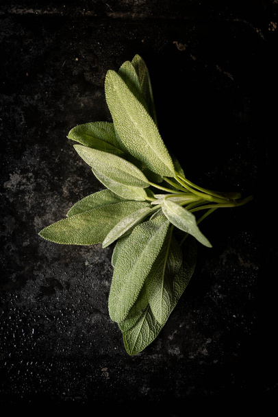 Fresh sage leaves. Green and wet sage leaves freshly picked from the home garden. - Valokuva, kuva