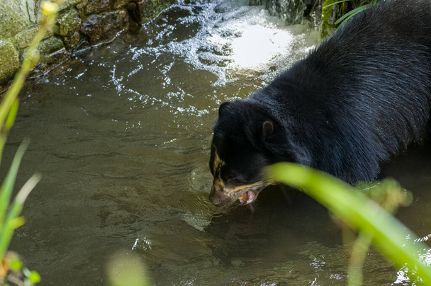 У неволі ведмідь - анд, відомий також як видовищний ведмідь, що бавиться у воді в зоопарку.. - Фото, зображення