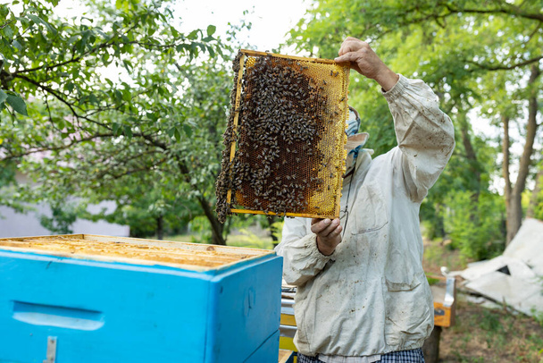 Pszczelarz badający pokrzywkę. wiele pszczół na plastrze miodu. Pszczelarz szuka królowej. - Zdjęcie, obraz