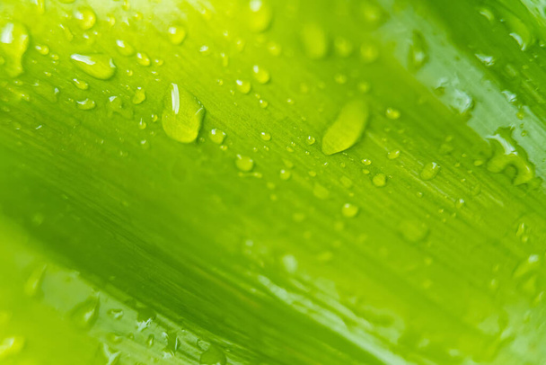 Macro closeup of Beautiful fresh green leaf with drop of water in morning sunlight nature background. - Foto, Imagem