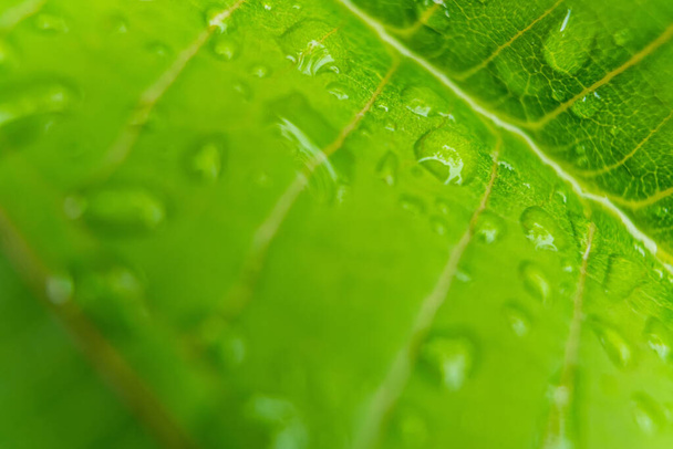 Макро крупним планом красивий свіжий зелений лист з краплями води на ранковому сонячному фоні природи
. - Фото, зображення