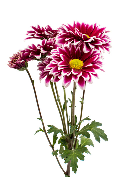 квіти хризантеми
 - Фото, зображення