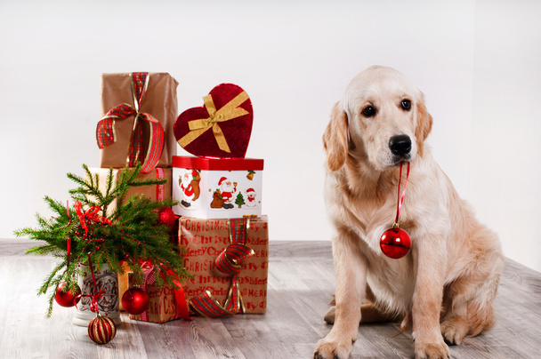 Retriever puppy holding a Christmas ball teeth - Foto, immagini