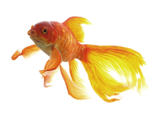 Goldfisch - Foto, Bild