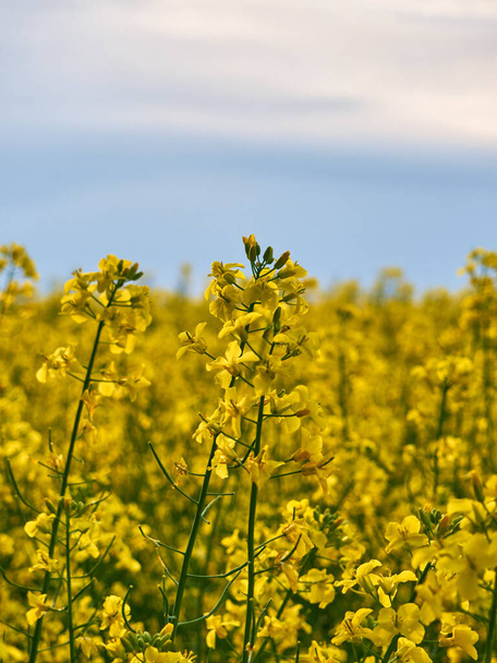 Scenic rural landscape with yellow rape. Yellow flower with blue sky. - Fotó, kép