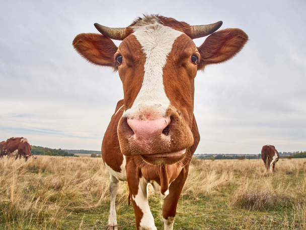 Funny cow looks at the camera. - Foto, imagen